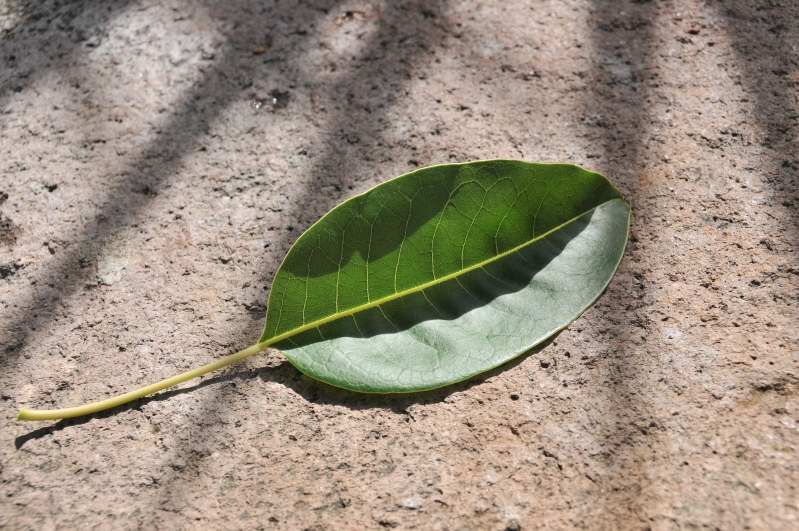 Phytolacca dioica L.